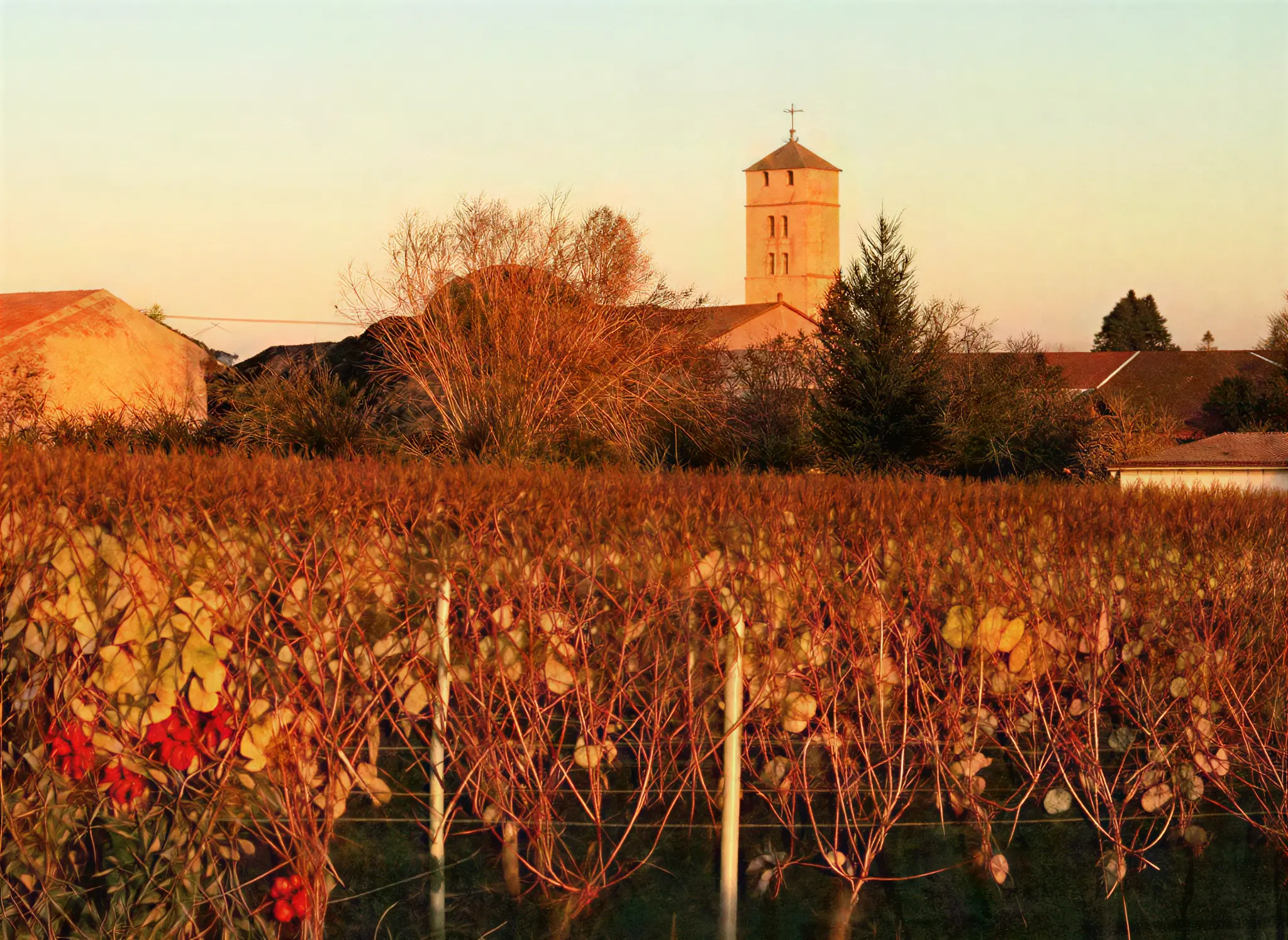 Coucher de soleil sur les vignobles d'Uchizy